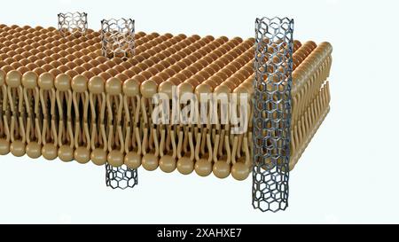 3D-Rendering von Kohlenstoff-Nanoröhren-Porinen, kurzen Stücken von Kohlenstoff-Nanoröhren, die sich selbst in eine Lipidbilayer einfügen können, Modell einer biologischen Membran Stockfoto