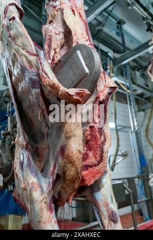 Nahaufnahme eines Kuhschlachtkörpers mit einer Kettensäge im Schlachthof. Stockfoto