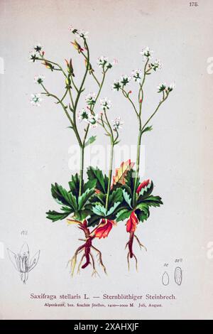 Saxifraga stellaris L. — Sternblüthiger Steinbrech. Micranthes stellaris, Synonym Saxifraga stellaris, die Sternensaxifrage oder behaarte Nierenkraut, ist eine arktisch-alpine Art aus der Familie der Saxifragaceae. Botanische Zeichnung aus Atlas der Alpenflora Band 2 von Hartinger, Anton, geboren 1806; Dalla Torre, K. W. von (Karl Wilhelm), 1850–1928; Deutscher Alpenverein (gegründet 1874) Stockfoto