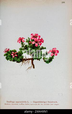 Saxifraga oppositifolia L. — Gegenblättriger Steinbrech. Saxfraga oppositifolia, die Purple Saxfrage oder Purple Mountain Saxfrage, ist eine Pflanzenart, die in der Hocharktis und auch in einigen Hochgebirgsgebieten weiter südlich, einschließlich Nordbritannien, den Alpen und den Rocky Mountains, sehr verbreitet ist. Botanische Zeichnung aus Atlas der Alpenflora Band 2 von Hartinger, Anton, geboren 1806; Dalla Torre, K. W. von (Karl Wilhelm), 1850–1928; Deutscher Alpenverein (gegründet 1874) Stockfoto