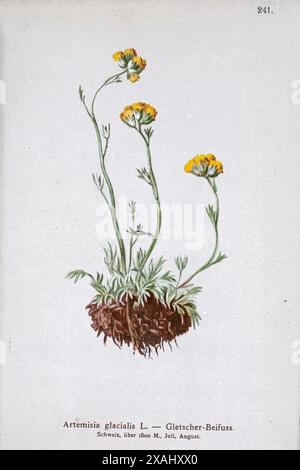 Artemisia glazialis L. — Gletscher-Beifuss. Artemisia glazialis, der Gletscherwurm, ist eine Art blühender Pflanze aus der Asterfamilie. Botanische Zeichnung aus Atlas der Alpenflora Band 2 von Hartinger, Anton, geboren 1806; Dalla Torre, K. W. von (Karl Wilhelm), 1850–1928; Deutscher Alpenverein (gegründet 1874) Stockfoto