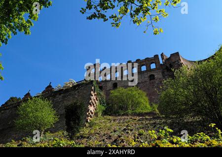 Ruine der Heidelberger Burg, 1698 zerstört, Heidelberg, Baden-Württemberg, Deutschland Stockfoto