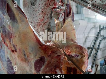 Nahaufnahme eines Kuhschlachtkörpers mit einer Kettensäge im Schlachthof. Stockfoto
