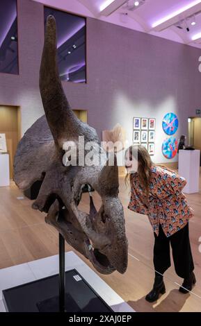 Bonhams, London, Großbritannien. Juni 2024. Kultkünstler die Connor Brothers haben sich mit Bonhams zusammengetan, um alles andere als gewöhnliche zu präsentieren, eine Auktion, bei der alles außergewöhnliche am 12. Juni in Bonhams gefeiert wird, eine Sektion der Auktion, die zugunsten des Teenage Cancer Trust durchgeführt wird. Zu den Top Lots gehören: Ein Triceratops Schädel, geschätzt: £70.000-100.000. Quelle: Malcolm Park/Alamy Live News Stockfoto