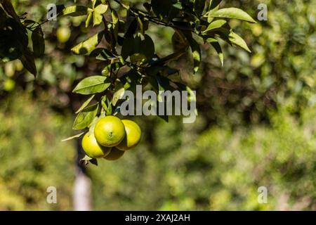 Gelbe Zitrone auf dem Baum Stockfoto