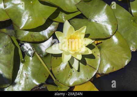 Nahaufnahme einer gelben Seerose mit grünem Blattgrund im Teich am sonnigen Tag Stockfoto