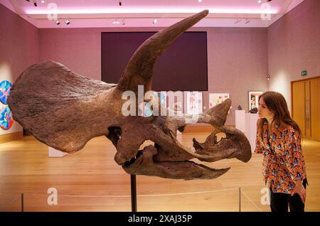 London, Großbritannien. Juni 2024. Ein Triceratops Schädel. Schätzung: £70.000 - 100.000 Cult Artists die Connor Brothers haben sich mit Bonhams zusammengetan, um alles andere als gewöhnliche zu präsentieren, eine Auktion, die am 12. Juni in der Bonhams New Bond Street in London alles außergewöhnliche feiert. Ein Teil der Auktion wird zugunsten des Teenage Cancer Trust abgehalten. Im Juni findet in der Bonhams New Bond Street eine besondere Veranstaltung mit DJ Mel C von The Spice Girls Credit: Mark Thomas/Alamy Live News statt Stockfoto