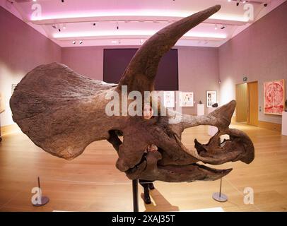 London, Großbritannien. Juni 2024. Ein Triceratops Schädel. Schätzung: £70.000 - 100.000 Cult Artists die Connor Brothers haben sich mit Bonhams zusammengetan, um alles andere als gewöhnliche zu präsentieren, eine Auktion, die am 12. Juni in der Bonhams New Bond Street in London alles außergewöhnliche feiert. Ein Teil der Auktion wird zugunsten des Teenage Cancer Trust abgehalten. Im Juni findet in der Bonhams New Bond Street eine besondere Veranstaltung mit DJ Mel C von The Spice Girls Credit: Mark Thomas/Alamy Live News statt Stockfoto