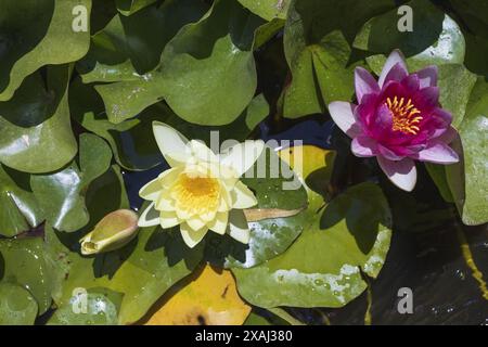 Nahaufnahme von gelben und rosafarbenen Seerosen mit grünem belaubten Hintergrund im Teich an sonnigem Tag Stockfoto
