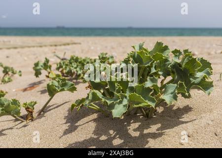 Foto einer grünen Pflanze von SEA stechpalme am Sandstrand mit Meer im Hintergrund Stockfoto