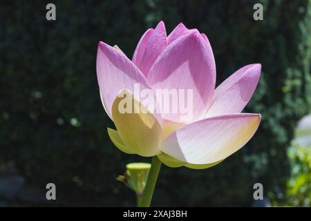 Nahaufnahme einer großen hellrosa Lotusblume auf dunkelgrünem, verschwommenem Hintergrund an sonnigem Tag im Sonnenlicht Stockfoto