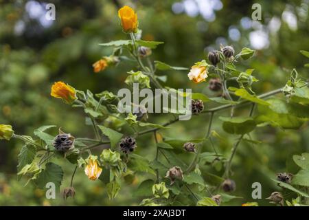 Foto eines blühenden Zweigs von Abutilon grandifolium, oder haarige indische Malve, mit orangefarbenen Blüten, grünen Blättern und braunen Früchten auf einem verschwommenen Hintergrund Stockfoto