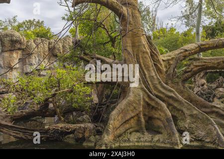 Foto einer Gruppe von Affen in einer natürlichen Landschaft des Zooparks Bioparc in Valencia, Spanien Stockfoto