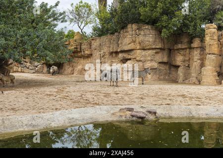 Foto einer Gruppe von Zebras und Nashörnern in einer natürlichen Landschaft des Zooparks Bioparc in Valencia, Spanien Stockfoto