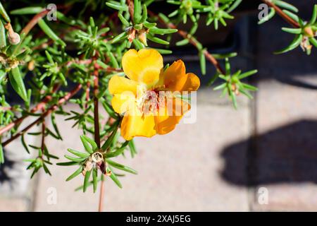 Kleine leuchtend orange gelbe Blume der Portulaca grandiflora Pflanze, bekannt als mexikanisches Rosenmoos, elf Uhr oder Moosrosen-Purslane und frischer grüner Leaf Stockfoto