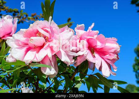 Bush mit zwei großen zarten rosa Pfingstrosen-Blüten in direktem Sonnenlicht, in einem Garten in einem sonnigen Sommertag, schöne Outdoor-Blumen Hintergrund photographe Stockfoto