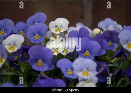 Mehrfarbige Gruppe von Stiefmütterchen in einem Garten vor einer Ziegelmauer Stockfoto