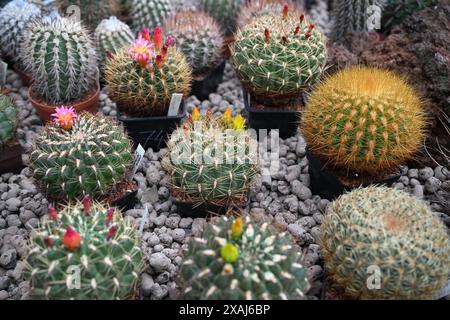 Brünn, Tschechische Republik. Juni 2024. Vorbereitung einer Wochenendausstellung von Kakteen in vielen Größen und Formen, die im Jahr des 100-jährigen Bestehens des Astrophytum-Kaktusclubs Brünn im Gartenzentrum Ctyrlistek in der Bystrcka-Straße in Brünn-Komin stattfinden wird, 7. Juni 2024. Quelle: Vaclav Salek/CTK Photo/Alamy Live News Stockfoto