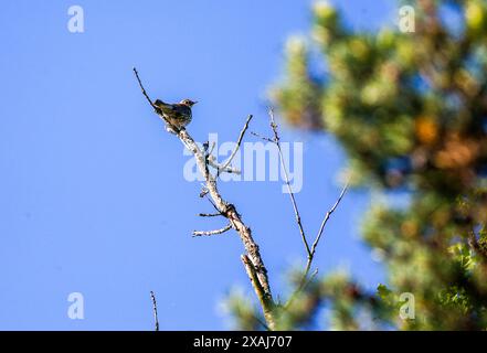 Brittens Pond, Worplesdon. Juni 2024. Sonnige Bedingungen in den Home Counties heute Morgen. Wildvögel am Brittens Pond in Worpleson bei Guildford in Surrey. Quelle: james jagger/Alamy Live News Stockfoto