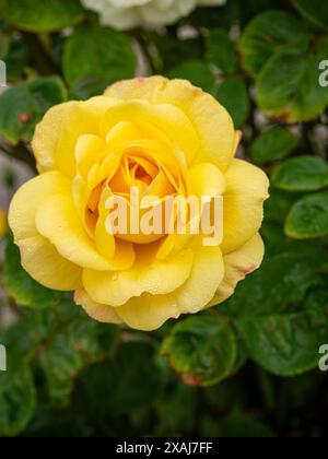Rosa ‘Graham Thomas. Diese beliebte Kletterrose, auch bekannt als Ausmas, hat glatte grüne Blätter und zweiblättrige Blüten in tiefgelbem Farbton. Stockfoto