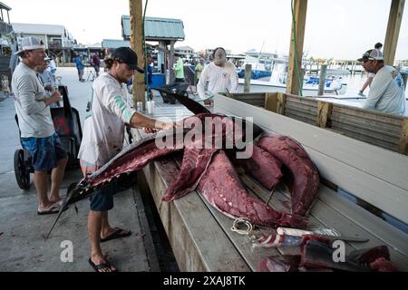 Fischer reinigen und verarbeiten ihren Thunfisch- und Rotbarschfang an der Fischreinigungsstation in Venice Marina, einem Drehkreuz der Fischindustrie Louisianas. Stockfoto