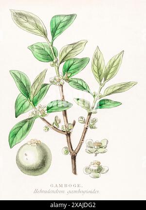 1872 viktorianischer handgemalter Farbstich in William Rhind's Gemüsereich: Gamboge / Hebradendron gambogioides syn. Garcinia xanthochymus. Stockfoto