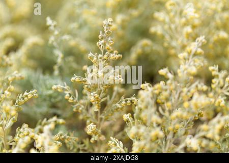 Flora von Gran Canaria - Artemisia thuscula, aufgrund seiner hocharomatischen Eigenschaften lokal als Weihrauch bezeichnet, natürlicher makrorlümiger Hintergrund Stockfoto