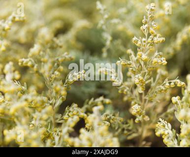Flora von Gran Canaria - Artemisia thuscula, aufgrund seiner hocharomatischen Eigenschaften lokal als Weihrauch bezeichnet, natürlicher makrorlümiger Hintergrund Stockfoto