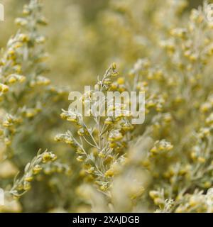 Flora von Gran Canaria - Artemisia thuscula, aufgrund seiner hocharomatischen Eigenschaften lokal als Weihrauch bezeichnet, natürlicher makrorlümiger Hintergrund Stockfoto