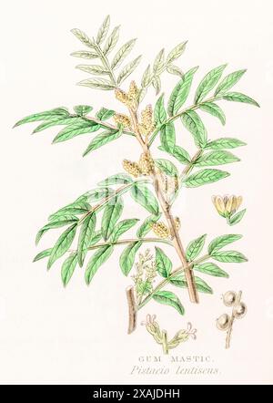 1872 viktorianischer handgemalter Farbstich in William Rhind's Gemüsereich: Gum Mastic / Pistacia lentiscus - Medical Gums. Stockfoto