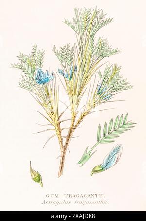 1872 viktorianischer handgemalter Farbstich in William Rhind's Gemüsereich: Gum Tragacanth / Astragalus tragacantha Stockfoto