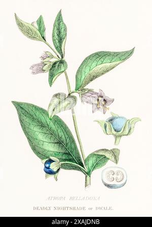 1872 viktorianischer handgemalter botanischer Farbstich in William Rhind's Gemüsereich: Poisonous Deadly Nightshade / Atropa belladonna. Stockfoto