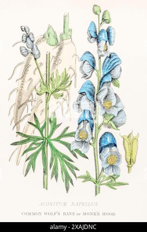 1872 viktorianischer handgemalter farbiger botanischer Kupferstich in William Rhind's Gemüsehandel: Giftstoff Aconitum napellus / Mönchshaube, Wolf's Bane. Stockfoto