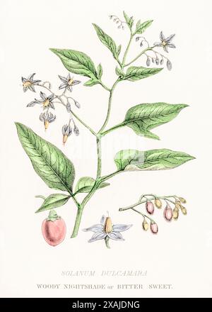 1872 viktorianischer handgemalter farbiger botanischer Kupferstich in William Rhind's Gemüseherde: Poisonous Woody Nightshade / Solanum dulcamara. Stockfoto