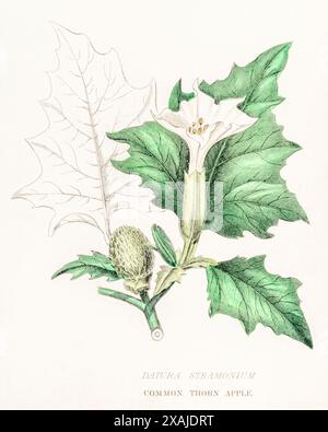 1872 viktorianischer handgemalter farbiger botanischer Stich in William Rhind's Gemüseheirat: Tödliche giftige Datura stramonium / Thorn Apple. Stockfoto