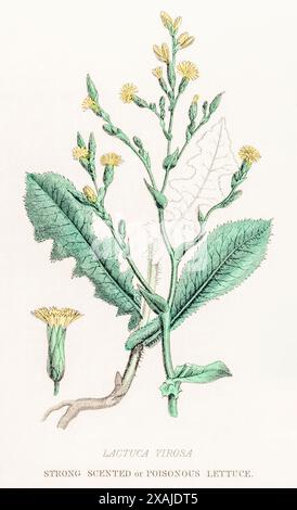 1872 viktorianischer handgemalter botanischer Farbstich in William Rhind's Gemüsereich: Lactuca virosa / Poisonous Wild Saltuce Stockfoto