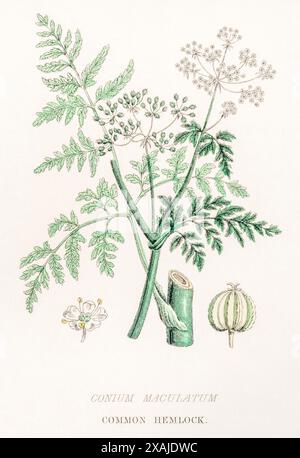 1872 viktorianischer handgemalter farbiger botanischer Stich in William Rhind's Gemüsereich: Hemlock / Conium maculatum - giftige Heilpflanze. Stockfoto