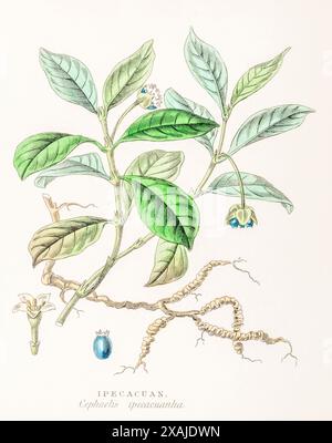 1872 viktorianischer handgemalter botanischer Farbstich in William Rhind's Gemüsereich: Ipecacuan / Cephaelis ipecacuanha. Tropenmedizin. Stockfoto