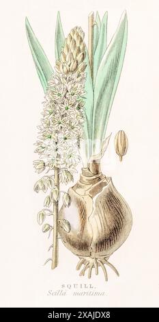 1872 viktorianischer handgemalter farbiger botanischer Stich in William Rhind's Gemüsehandel: Squill / Scilla maritima syn. Drimia maritima. Medizinisch. Stockfoto