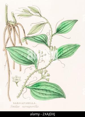 1872 viktorianischer handgemalter Farbstich in William Rhind's Gemüsereich: Sarsaparilla / Smilax sarsaparilla = Smilax glauca. Stockfoto