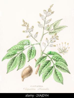 1872 viktorianischer handgemalter farbiger botanischer Stich in William Rhind's Gemüsereich: Copaiba / Copaifera officinalis. Für medizinische Mittel. Stockfoto