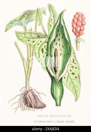 1872 viktorianischer handgemalter Farbstich in William Rhind's Gemüsereich: Cuckoo Pint, Lords and Ladies / Arum maculatum - Poisonous. Stockfoto