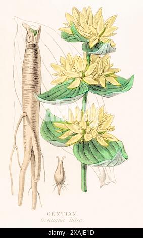 1872 viktorianischer handgemalter Farbstich in William Rhind's Gemüsereich: Gelber Enzian / Gentiana lutea, eine Heilpflanze. Stockfoto