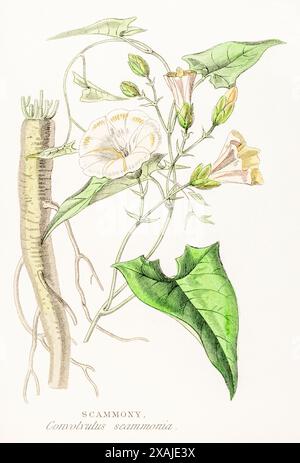 1872 viktorianischer handgemalter botanischer Farbstich in William Rhind's Gemüseherde: Scammony / Convolvulus scammonia Stockfoto