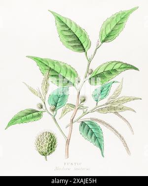 1872 viktorianischer handgemalter botanischer Farbstich in William Rhind's Gemüsereich: Fustic / Maclura tinctoria. Quelle eines gelben Gewebefarbstoffs Stockfoto