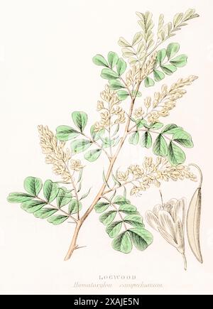 1872 viktorianischer handgemalter farbiger botanischer Stich in William Rhind's Gemüsereich: Logwood / Haematoxylum campechianum. Für Farbstoffe und Medikamente. Stockfoto