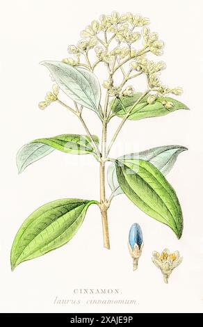 1872 viktorianischer handgemalter farbiger botanischer Stich in William Rhind's Gemüsereich: Zimt / Laurus cinnamomum syn. Cinnamomum verum. Stockfoto