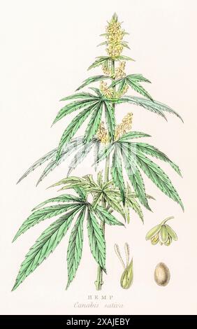 1872 viktorianischer handgemalter botanischer Farbstich in William Rhind's Gemüsehandel: Hanf / Cannabis sativa. Wird in der Medizin und Seifenherstellung verwendet Stockfoto