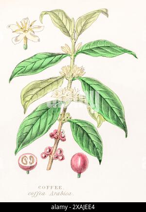 1872 viktorianischer handgemalter farbiger botanischer Stich in William Rhind's Gemüsereich: Kaffee/Coffea arabica - Heilpflanze und Getränkepflanze. Stockfoto