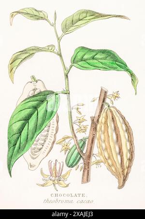 1872 viktorianischer handgemalter botanischer Farbstich in William Rhind's Gemüsereich: Chocolate, Cocao / Theobroma cacao ODER Chocolate. Stockfoto